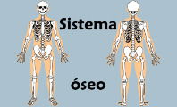 Sistema óseo
