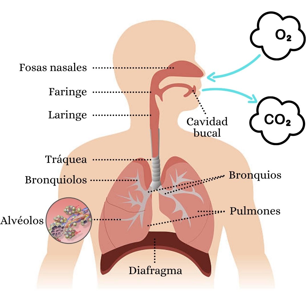 Qu Es La Respiraci n seres Vivos Concepto Definici n Y Tipos Qu Es La Respiraci n seres Vivos Concepto Definici n Y Tipos