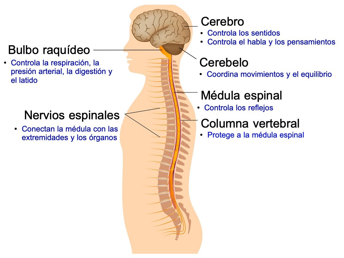 partes y funciones del sistema nervioso humano