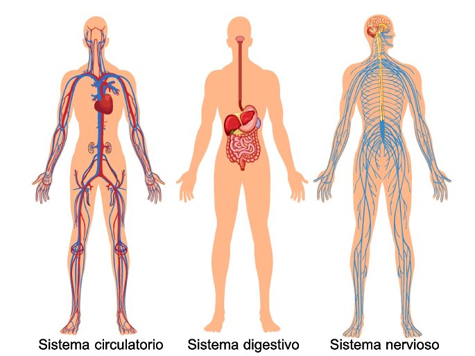 sistemas digestivo, circulatorio y nervioso