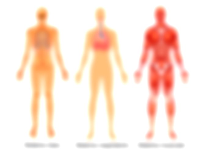 Sistemas del cuerpo humano oseo, respiratorio y muscular