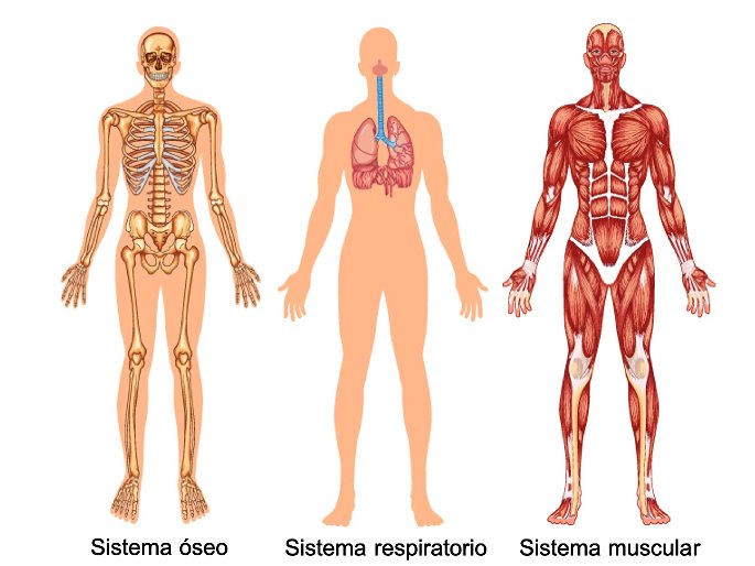 Sistemas del cuerpo humano oseo, respiratorio y muscular
