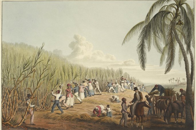 Esclavos en plantación de caña de azúcar