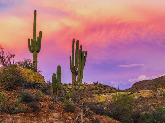 Sonora (México): desierto al atardecer