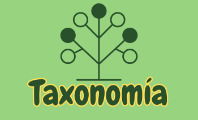 Taxonomía