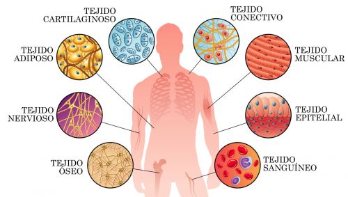 Características de los seres vivos