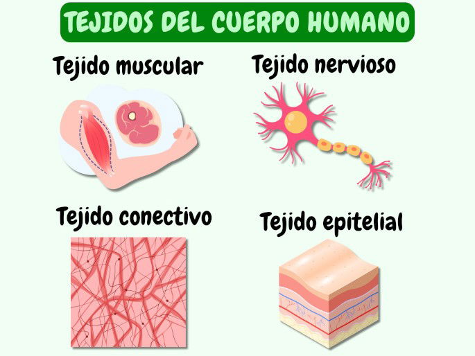 Tejidos del cuerpo humano: muscular, nervioso, conectivo y epitelial