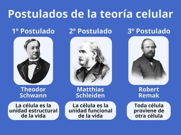 Los 3 postulados de la teoría celular, enunciados por Theodor Schwann, Matthias Schleiden y Robert Remak