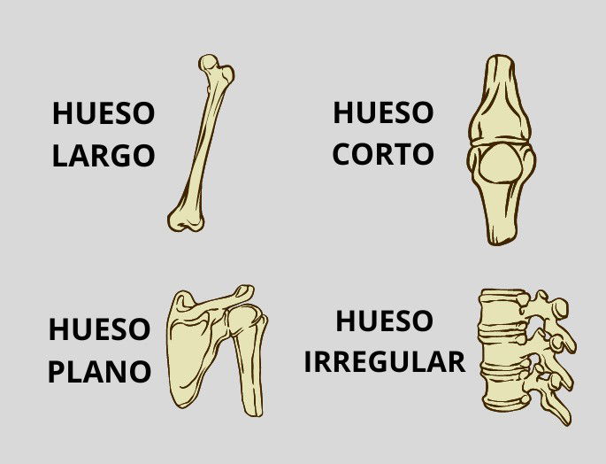 Tipos de huesos