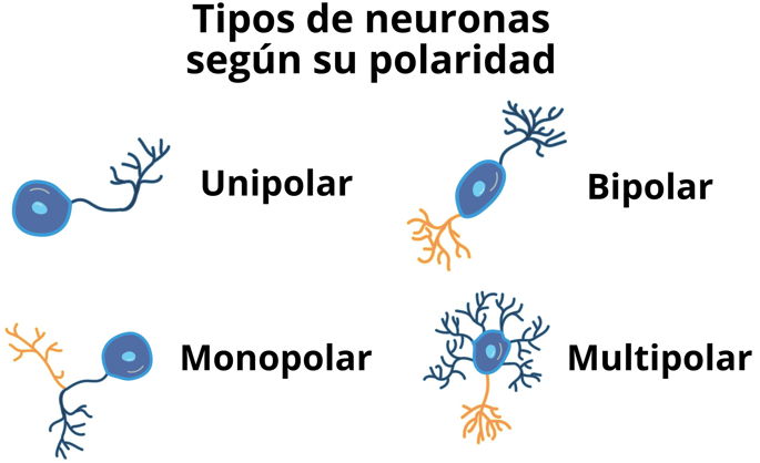 Tipos de neuronas según la polaridad que poseen.