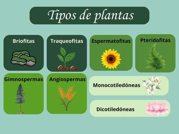 tipos de plantas: mapa mental con dibujos de cada