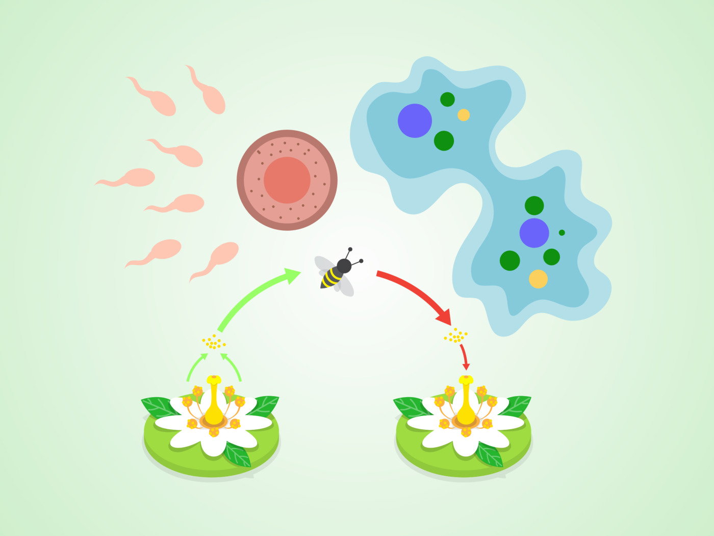 Tipos de reproducción (Asexual y Sexual): cuáles son y ejemplos -  Enciclopedia Significados