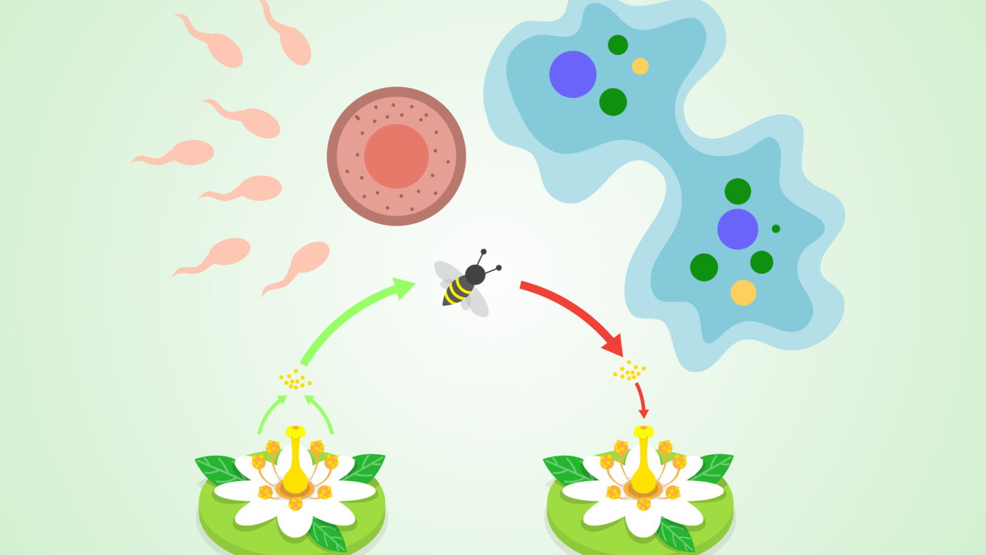 Tipos de reproducción (Asexual y Sexual): cuáles son y ejemplos -  Enciclopedia Significados