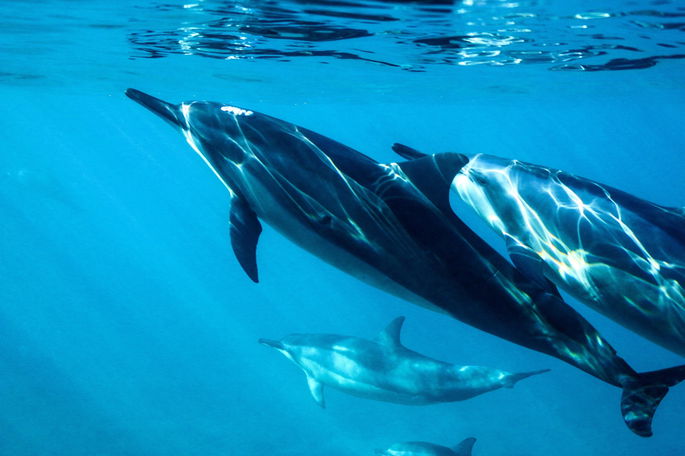 animales salvajes: delfines nadando