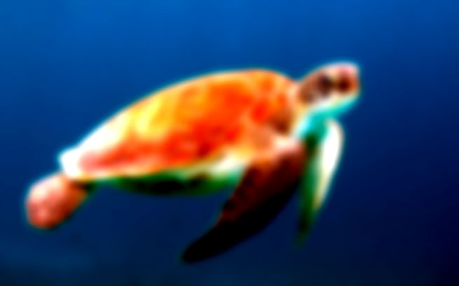 Animales acuáticos, tortuga marina
