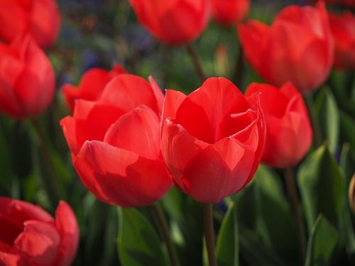 tulipan