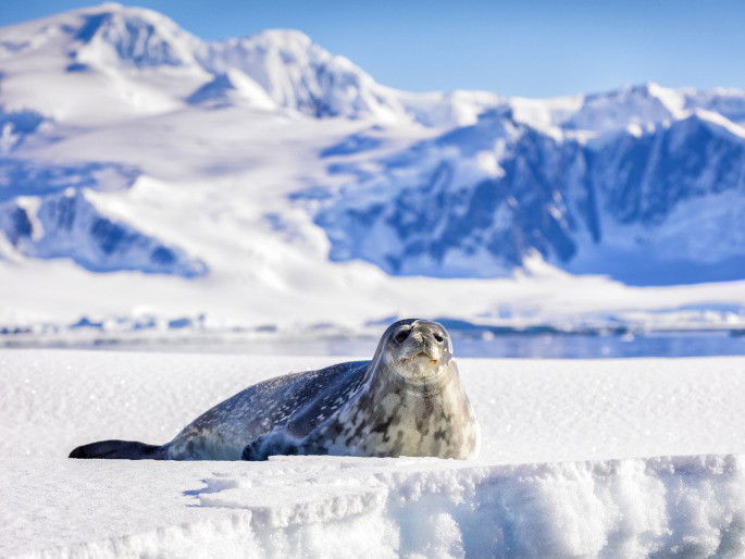 Tundra antártica ejemplo