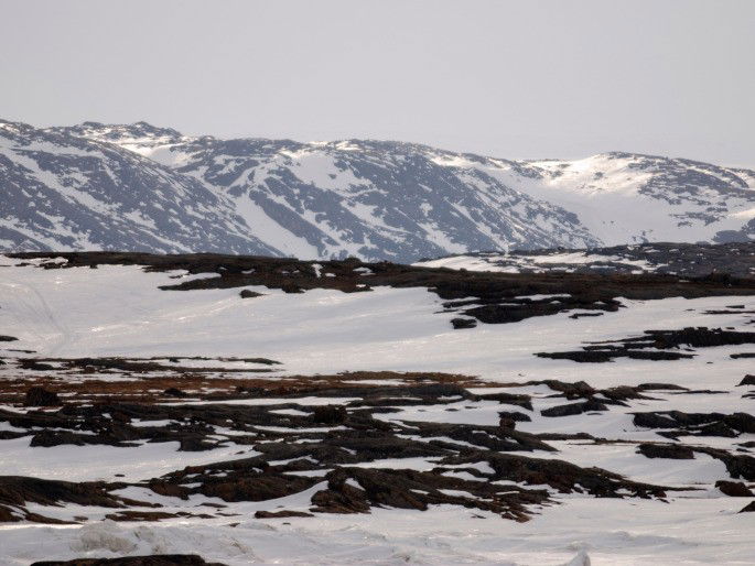 Tundra ártica ejemplo