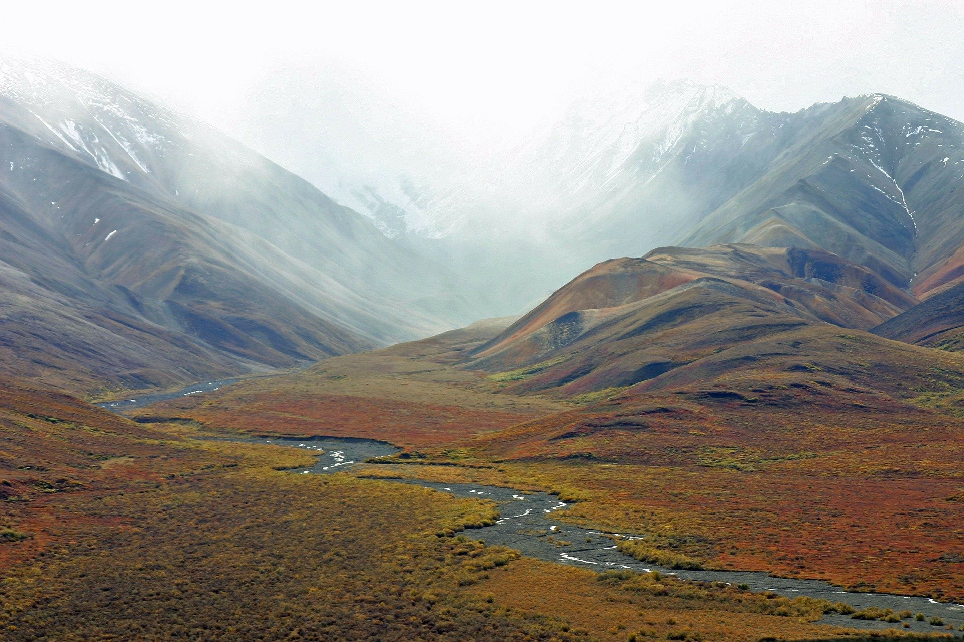 Tundra: qué es, características, fauna, flora, clima y tipos - Significados