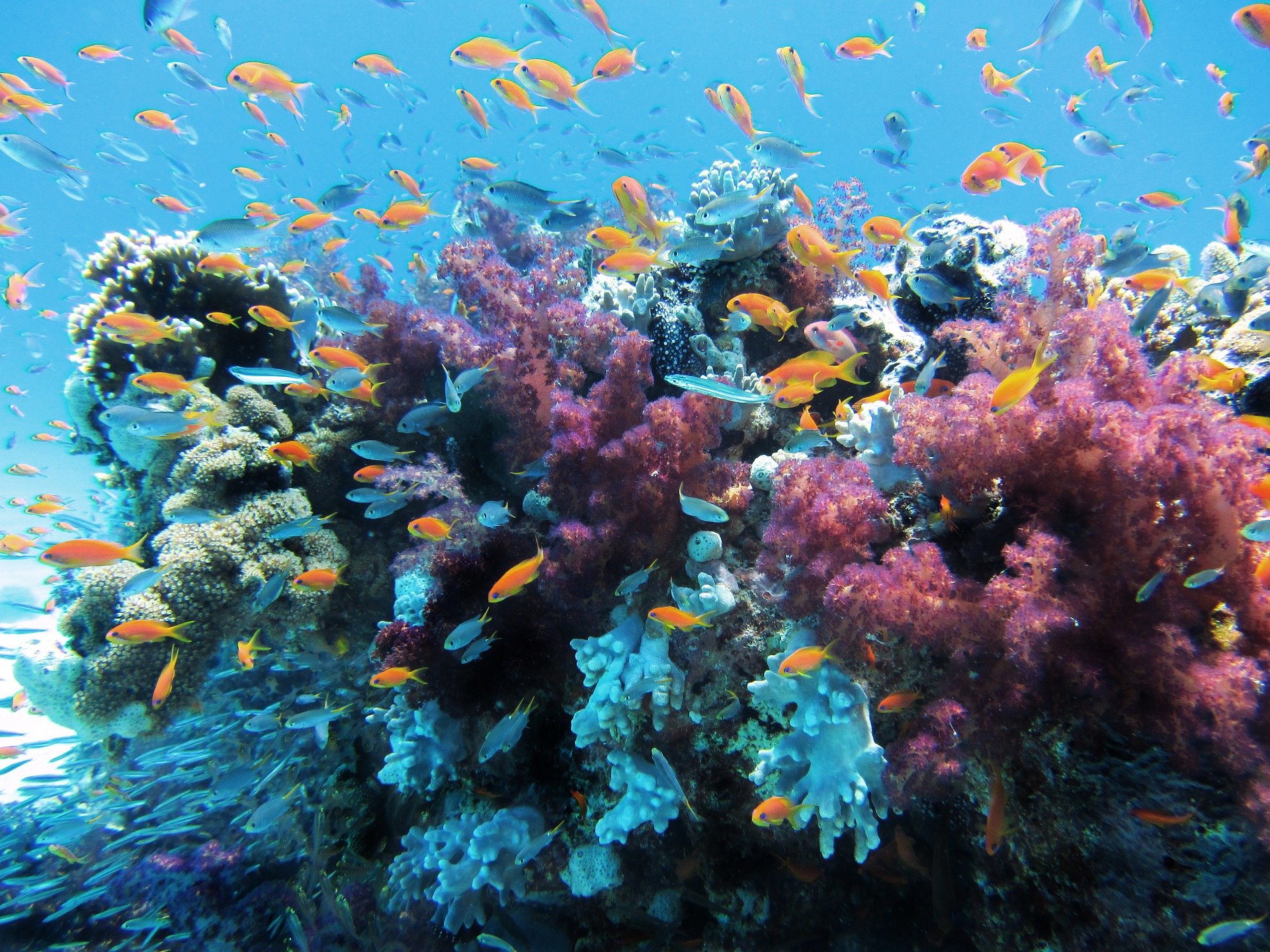 fauna maritima peces de varios colores en un coral