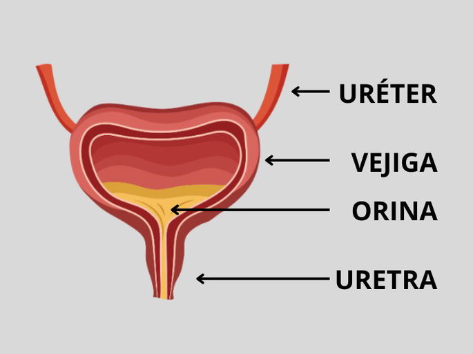 Vejiga con uretra y orina