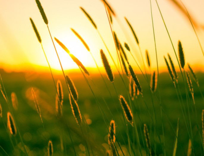 foto detalle del sol poniéndose en un campo de trigo