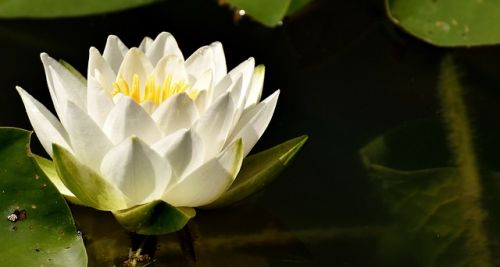 nenufar