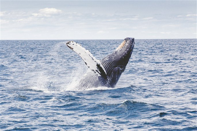 Animales acuáticos, ballena