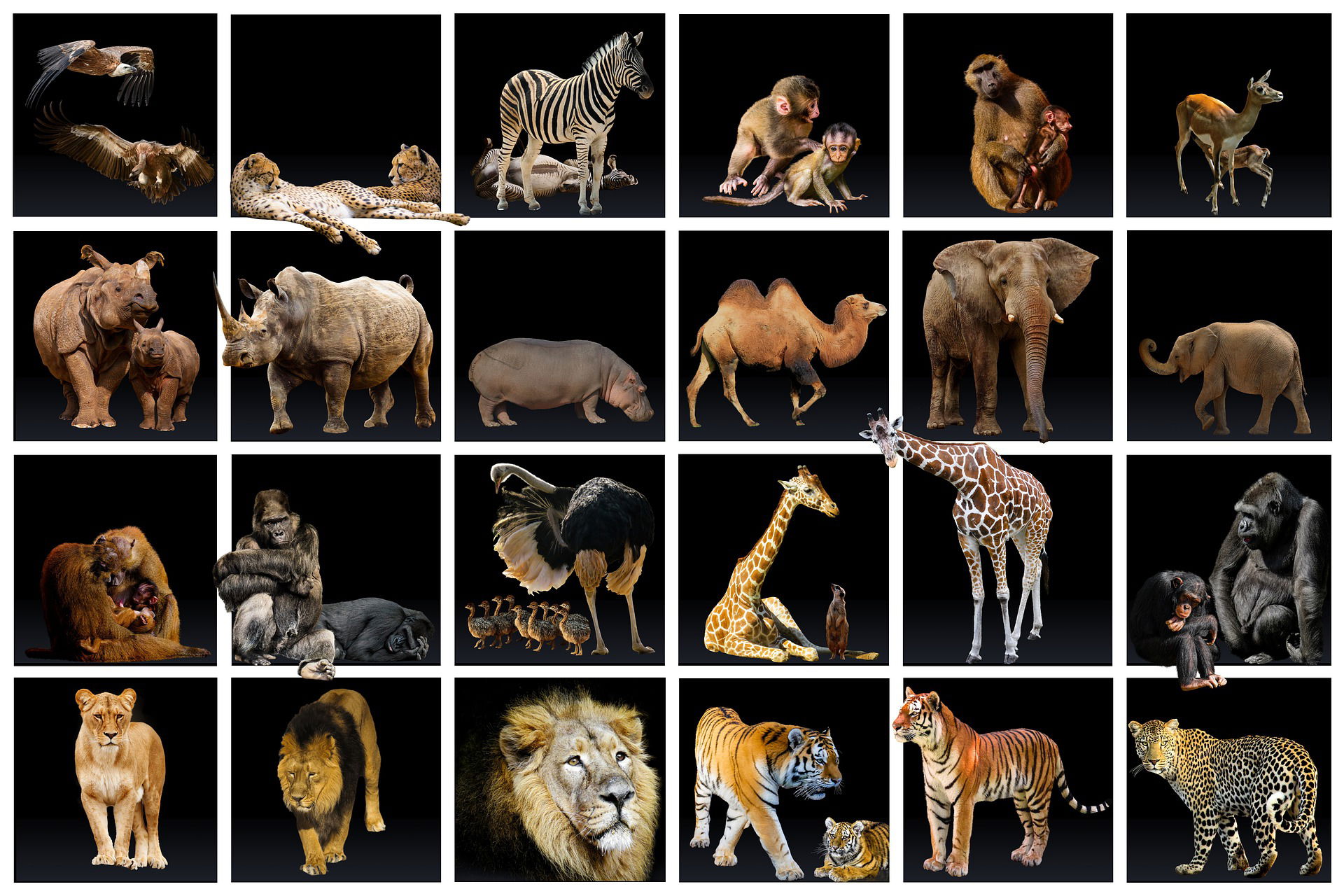 Fauna Qué Es Tipos Características Y Ejemplos Significados 0047