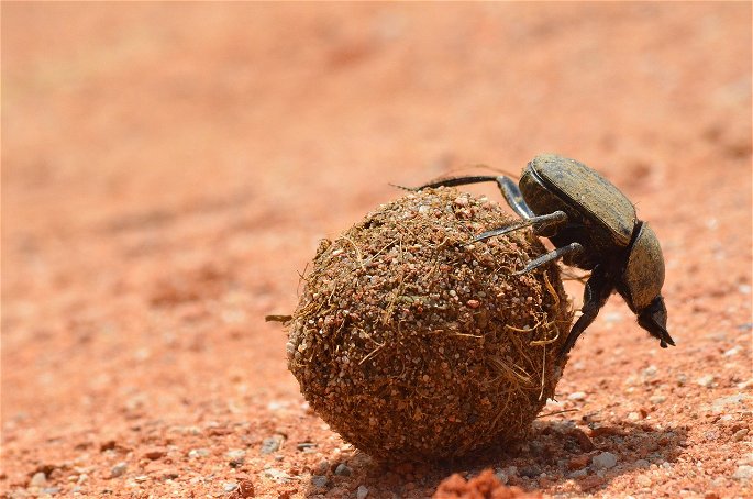 escarabajo pelotero en comensalismo tipo
