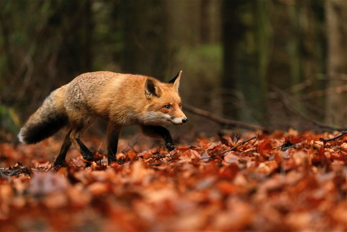 Un zorro rojo acechando una presa en un bosque otoñal
